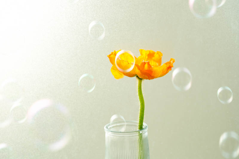 泡泡中的橙色花影图片