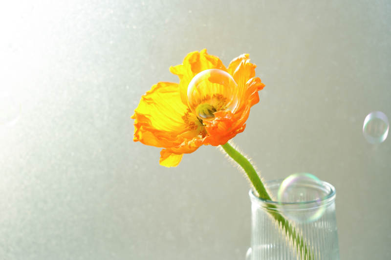 花间泡泡 梦幻瞬间图片