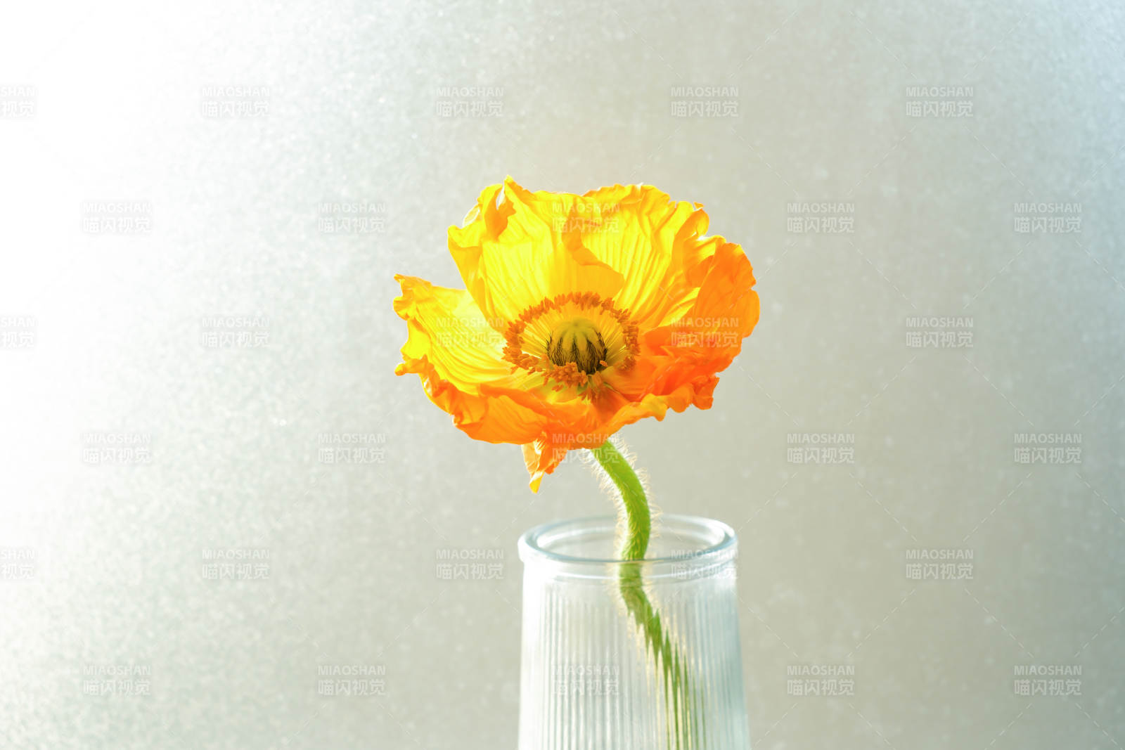 橙色虞美人花在透明花瓶中图片