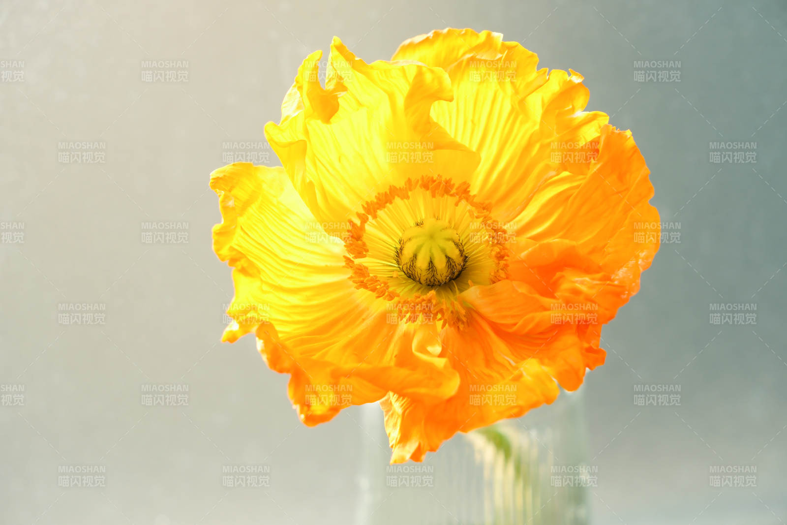 橙色虞美人花的美丽绽放图片