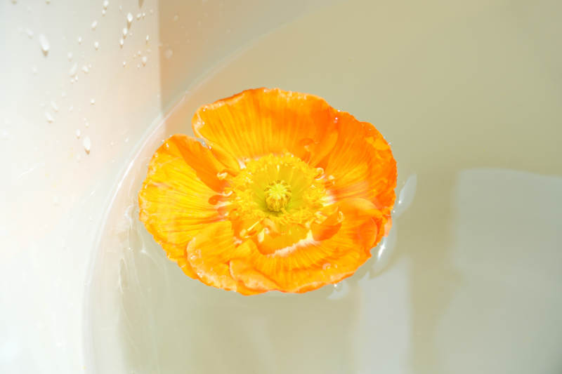 水中漂浮的橙色花朵图片