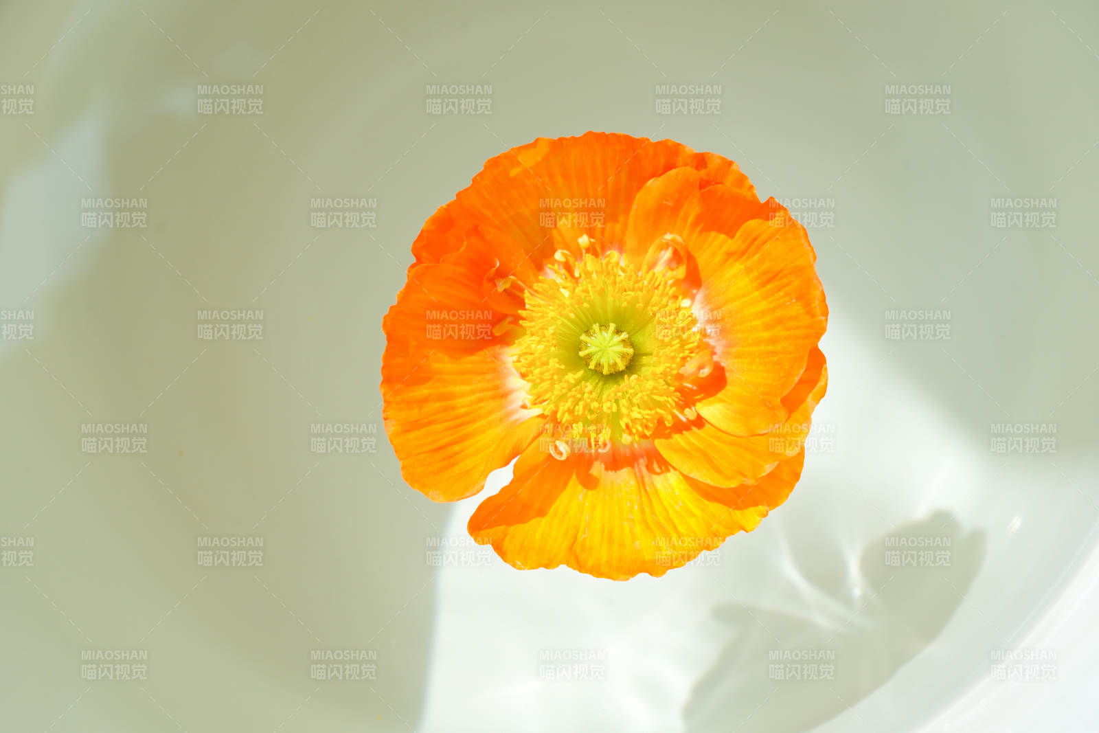 橙色花朵在白色背景中绽放图片