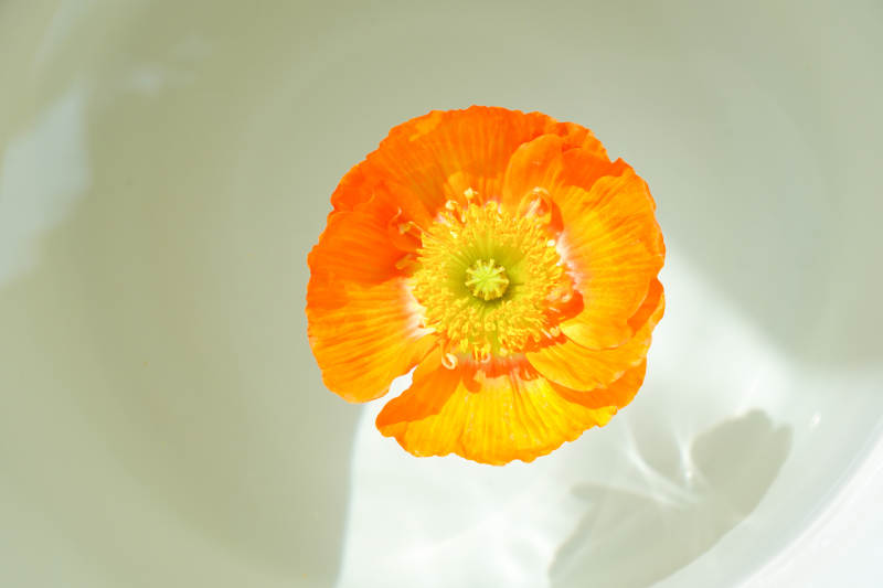 橙色花朵在白色背景中绽放图片