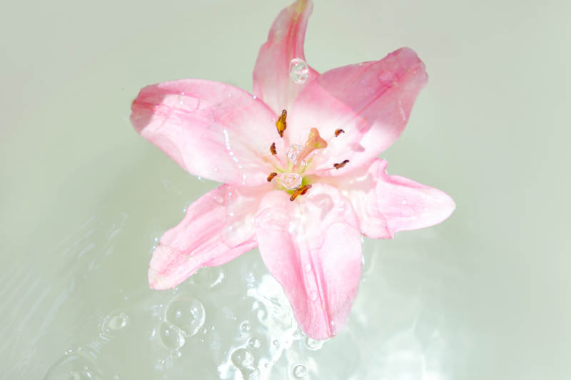 水中绽放的粉色百合花图片