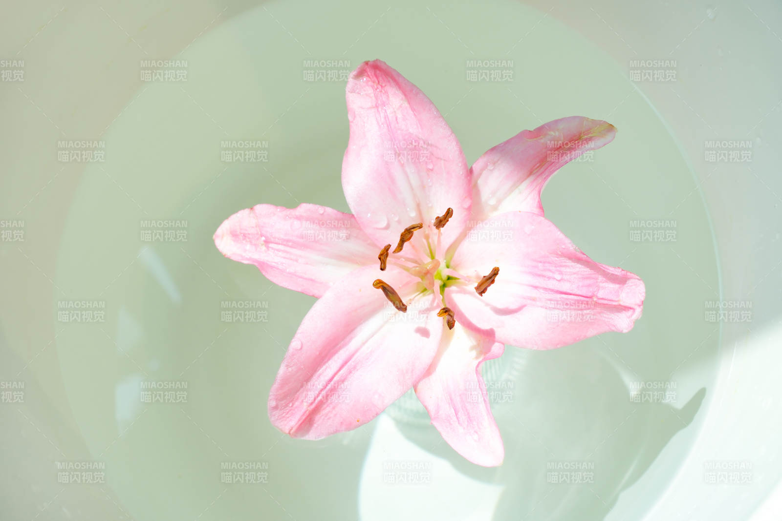 水中绽放的粉色百合花图片