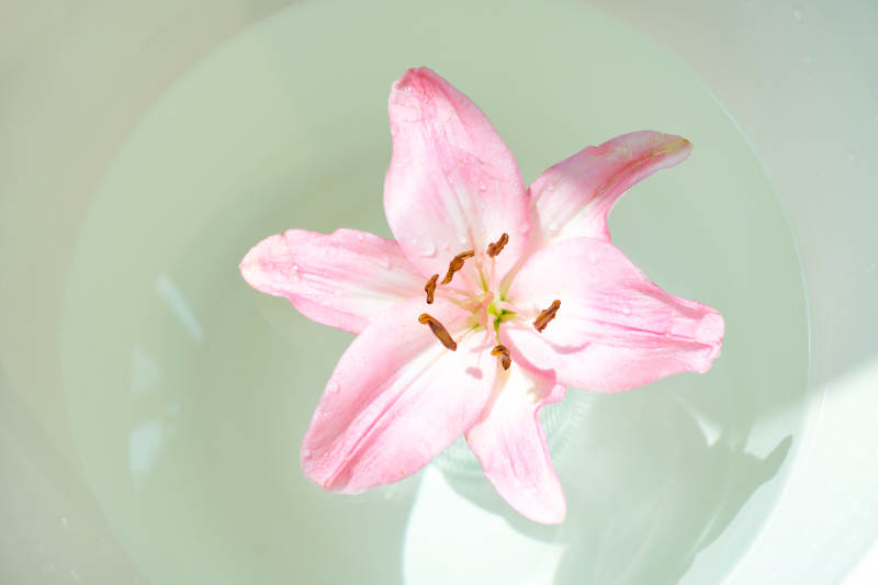 水中绽放的粉色百合花图片