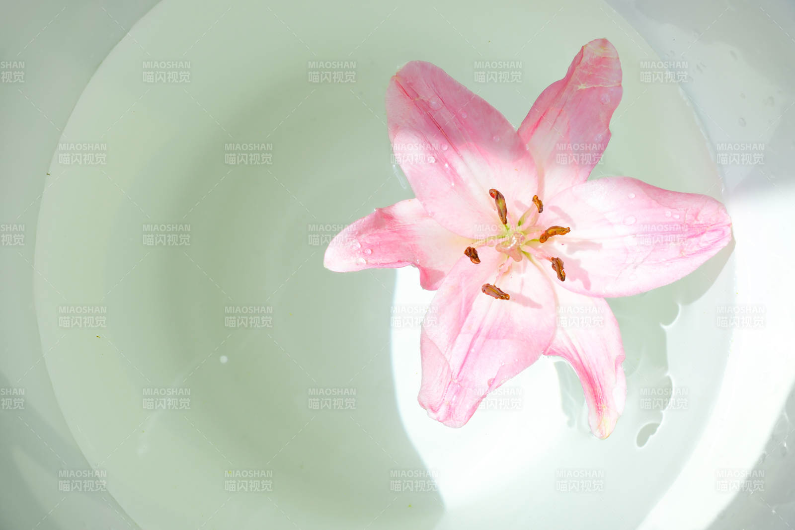 水中绽放的粉色花朵图片