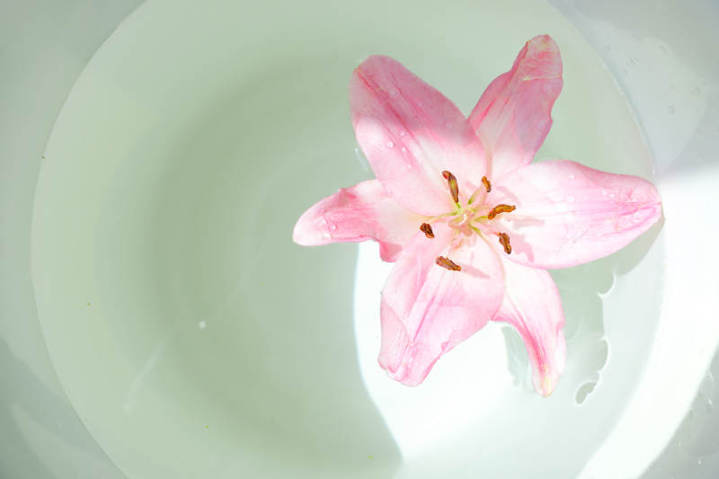 水中绽放的粉色花朵图片