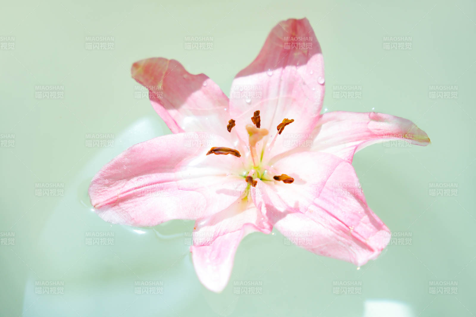 粉色百合花漂浮水面图片