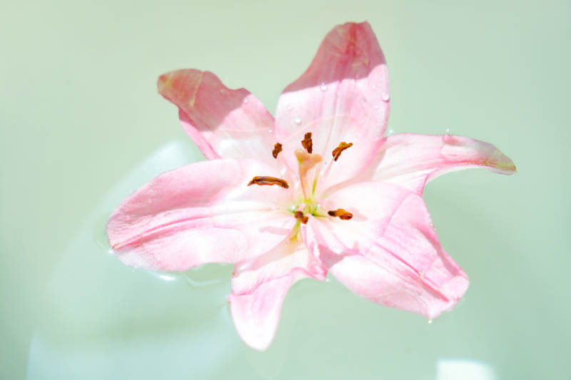 粉色百合花漂浮水面图片