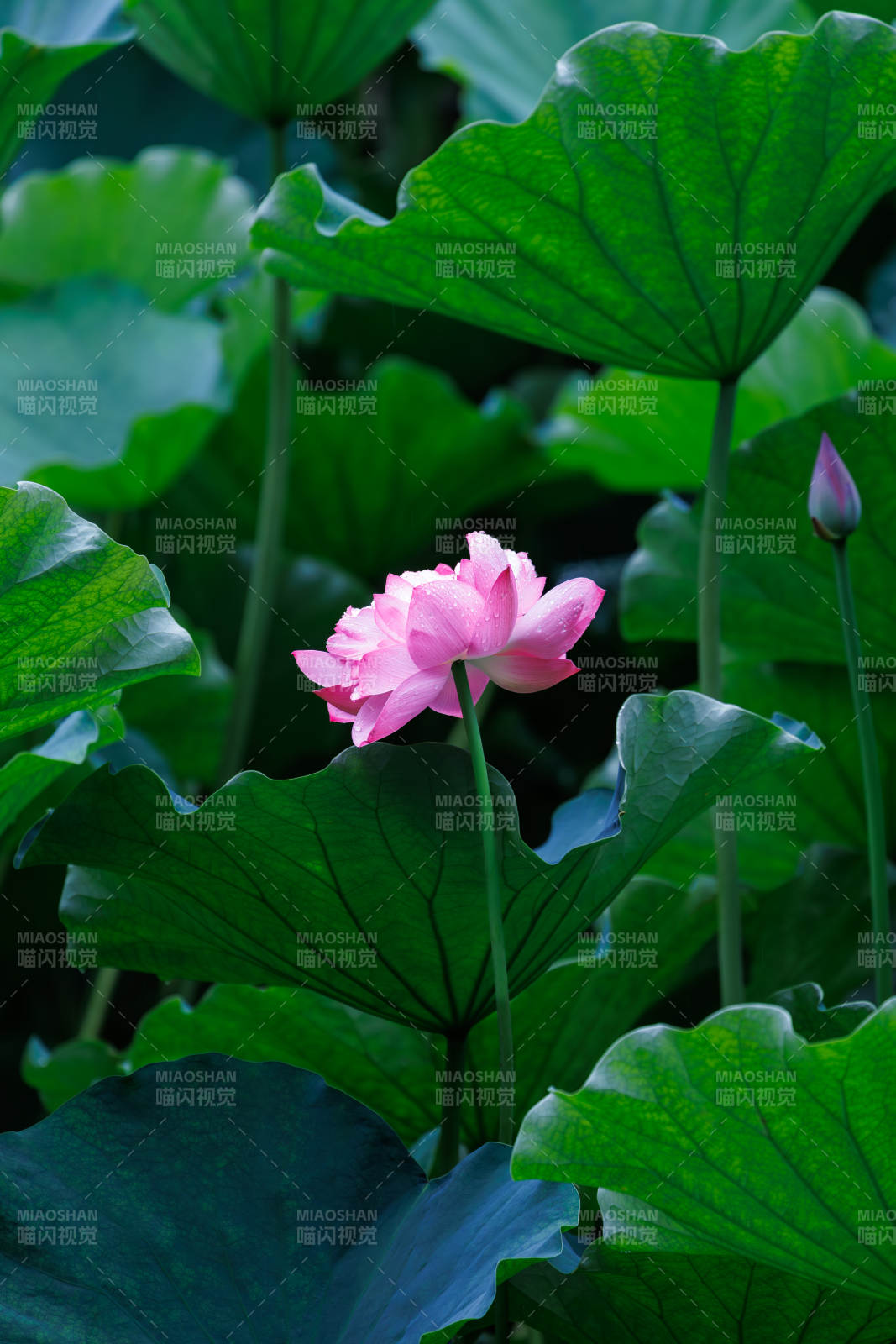 荷塘月色 粉莲绽放图片