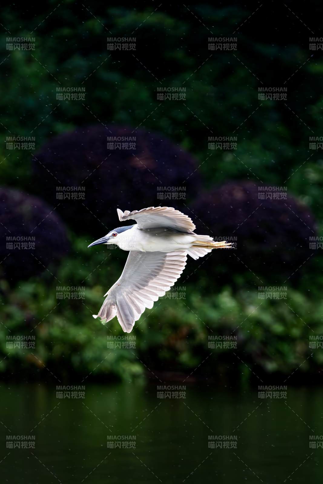 夜鹭飞翔在湖面上图片