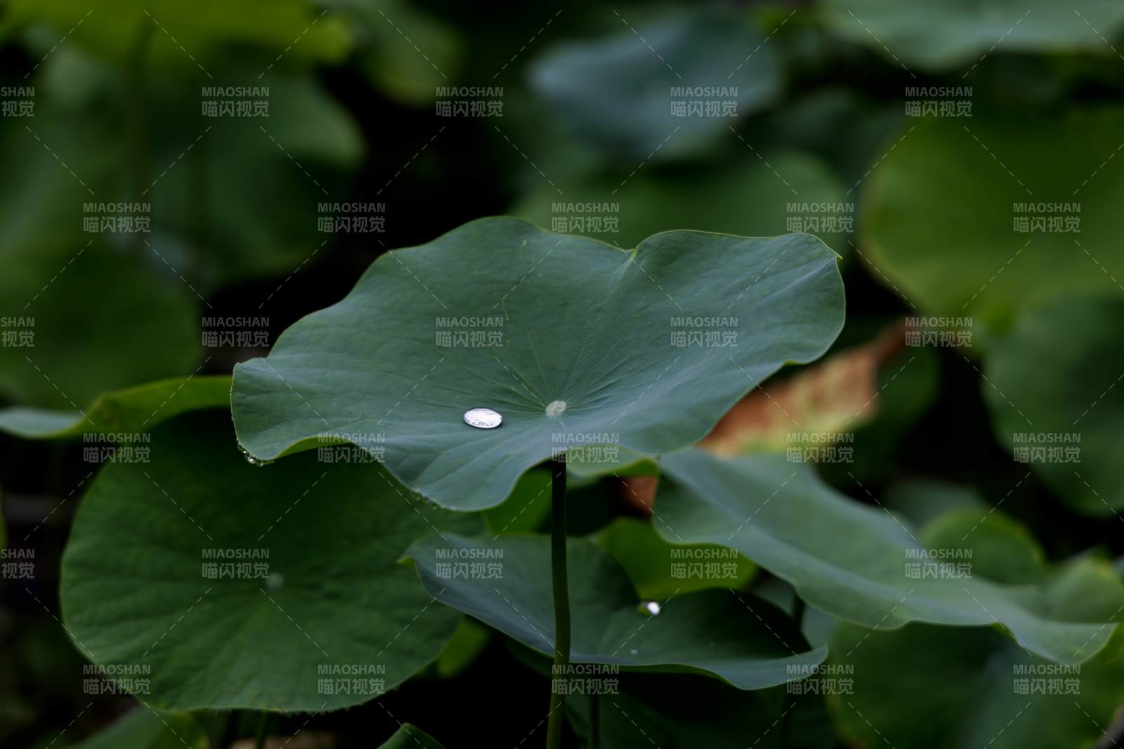 荷叶上的露珠图片
