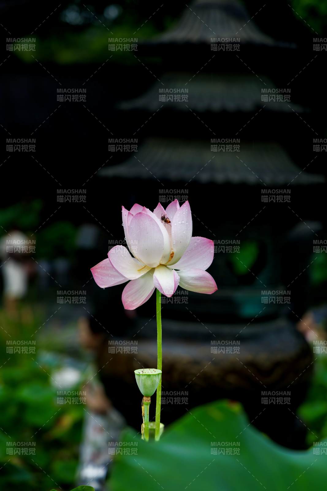 莲花静谧 古塔映衬图片