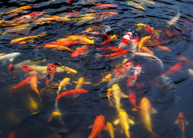 池塘中的锦鲤群游图片