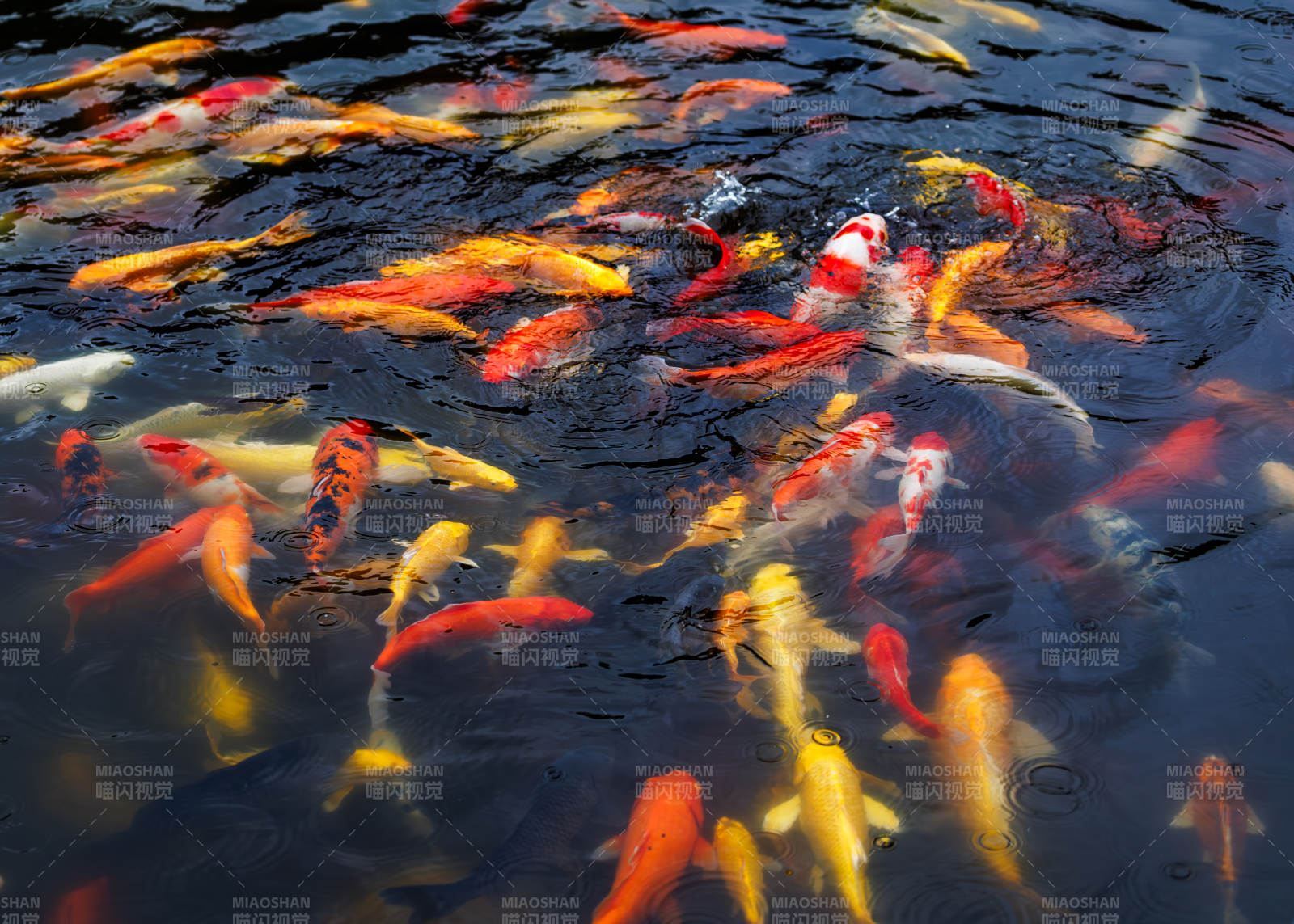 池塘中的锦鲤群游图片