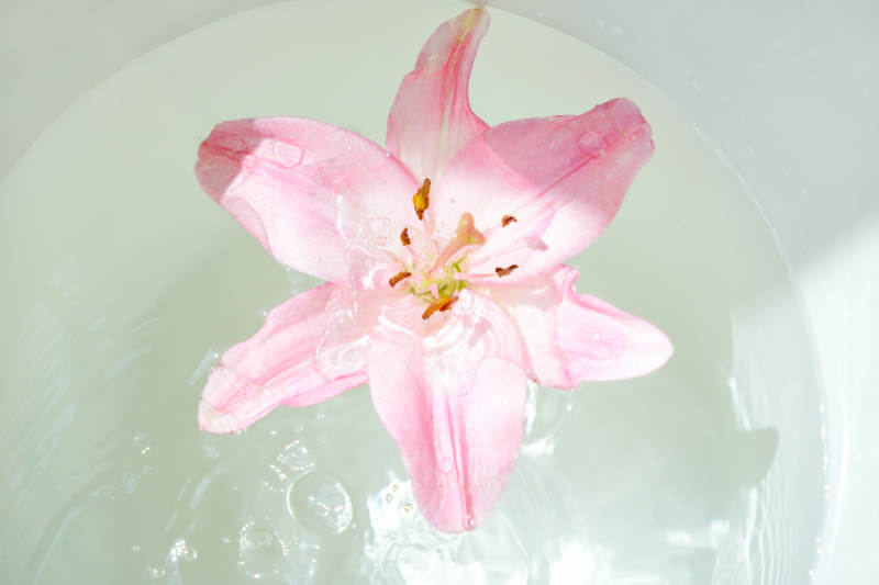 水中绽放的粉色百合花图片