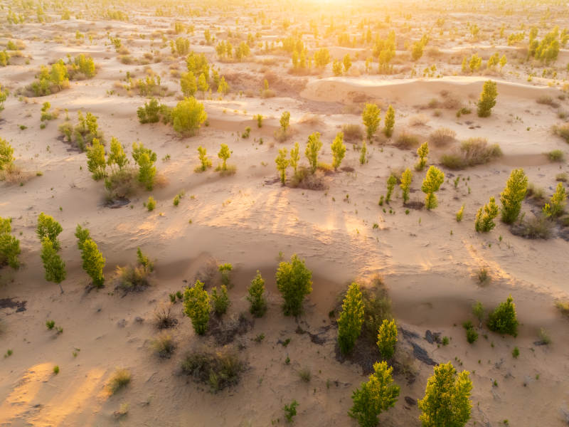 沙漠绿洲 生机盎然图片