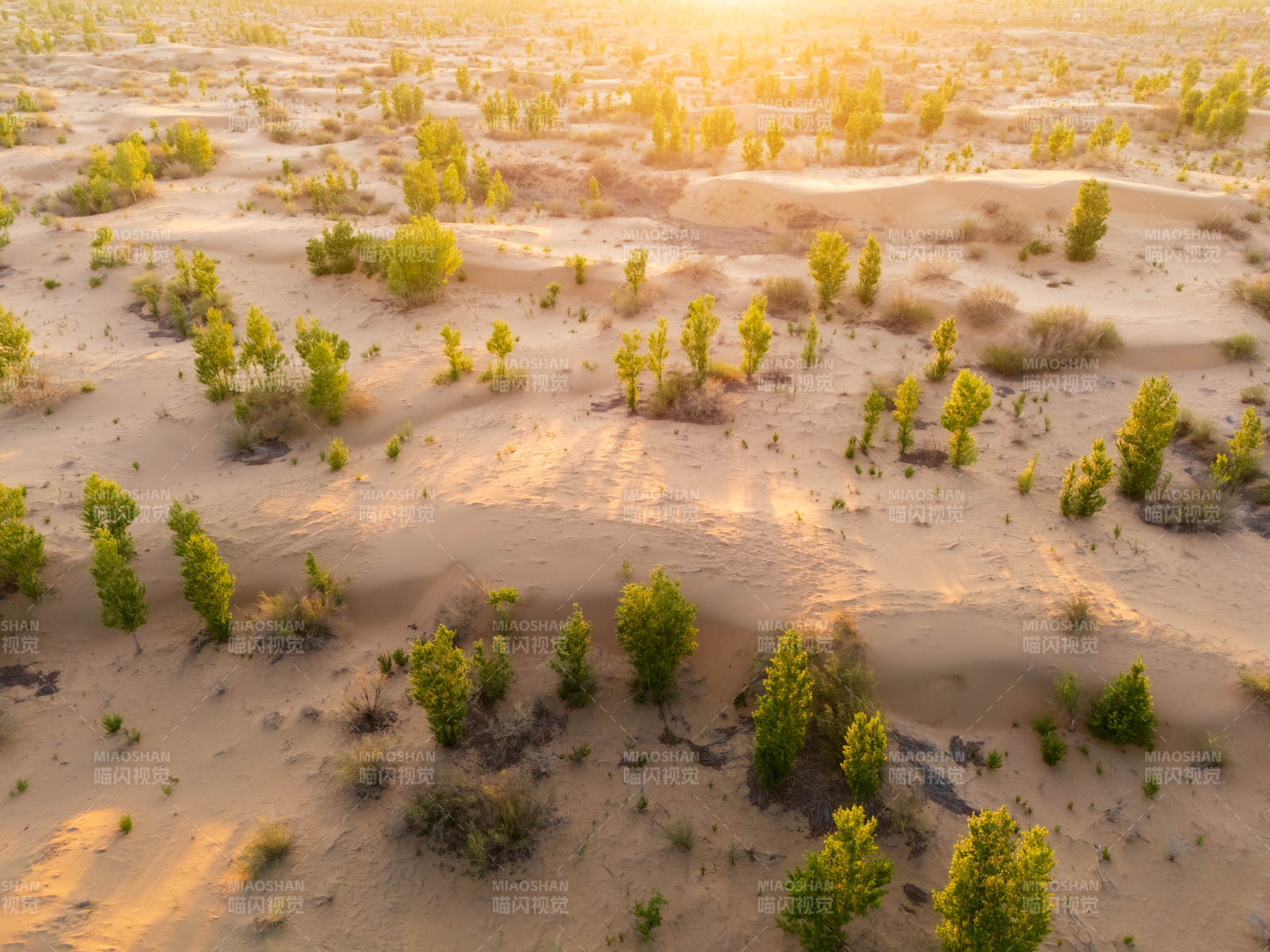 沙漠绿洲 生机盎然图片