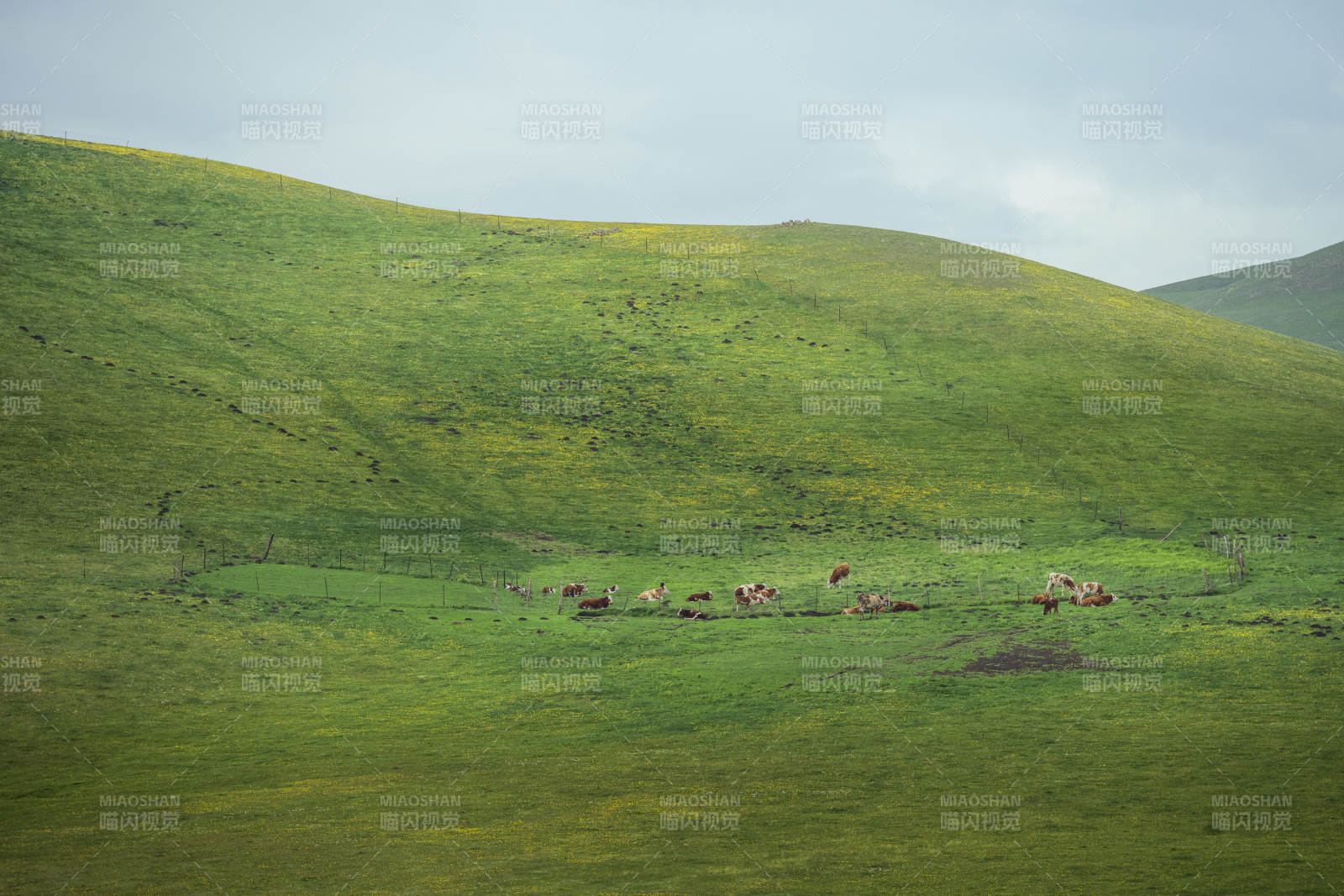 草原上的牛群图片