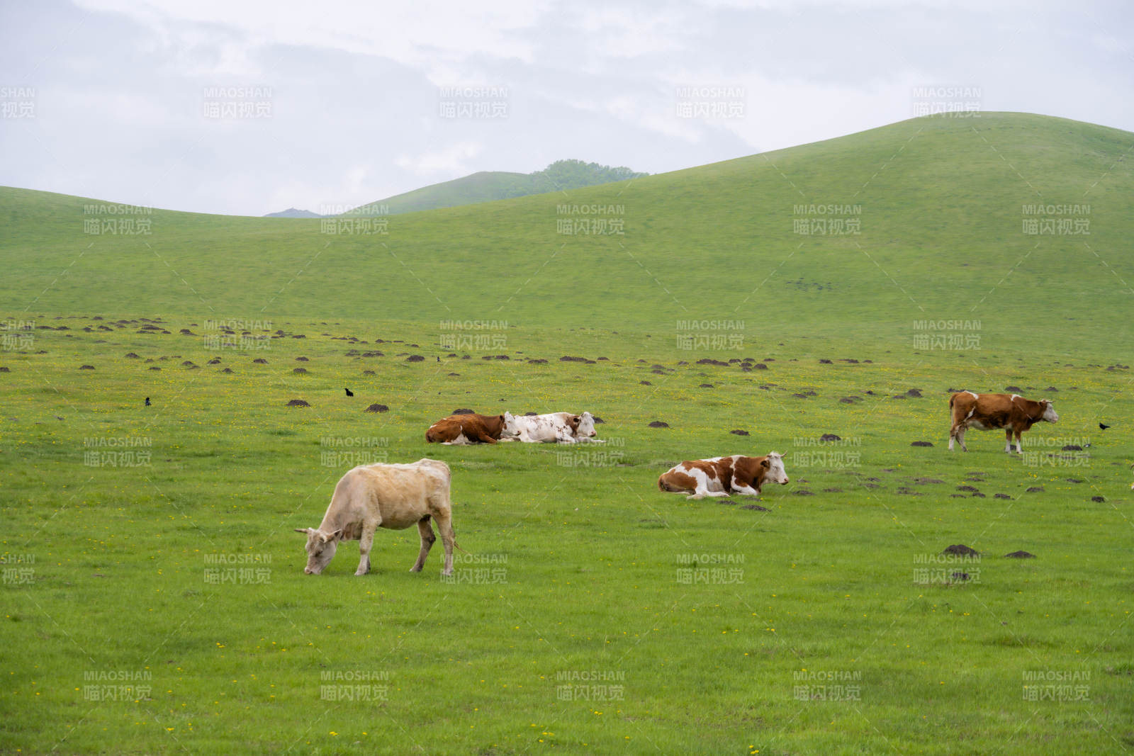 草原上的牛群图片
