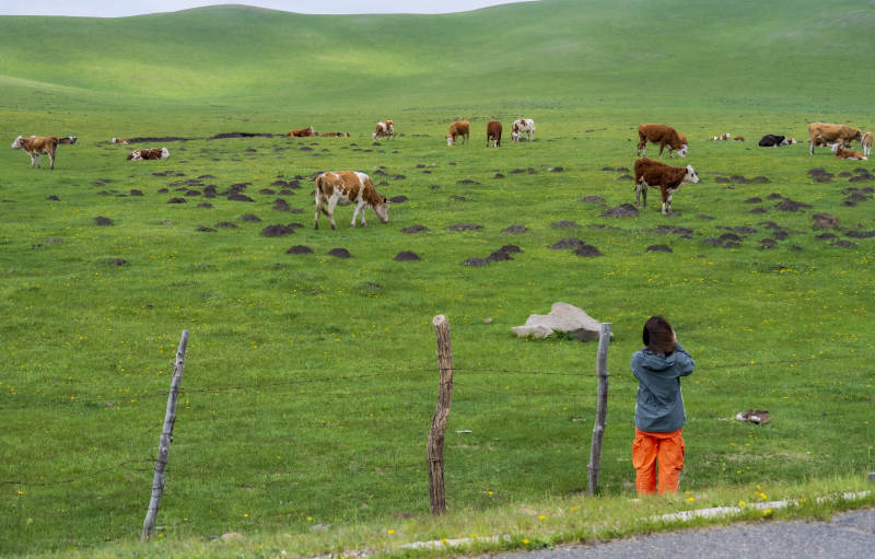 草原牧牛 孩童守望图片