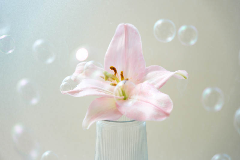 粉色百合与泡泡的梦幻场景图片