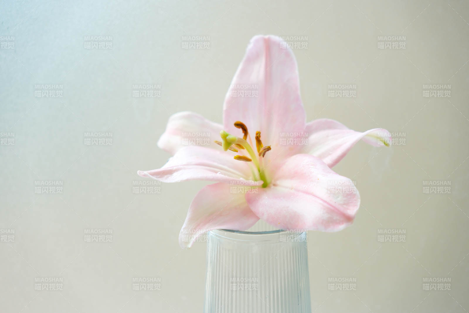 粉色百合花静谧绽放图片