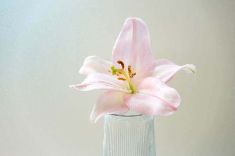 粉色百合花静谧绽放图片