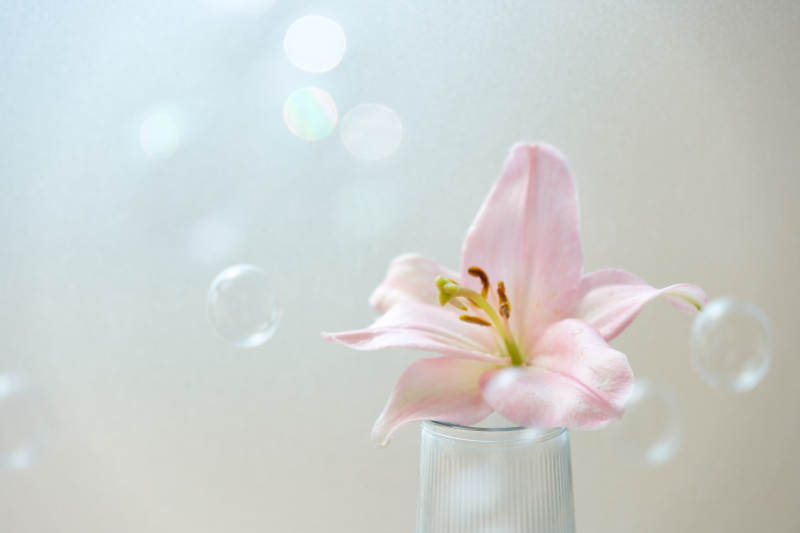 粉色百合与泡泡的静谧美图片