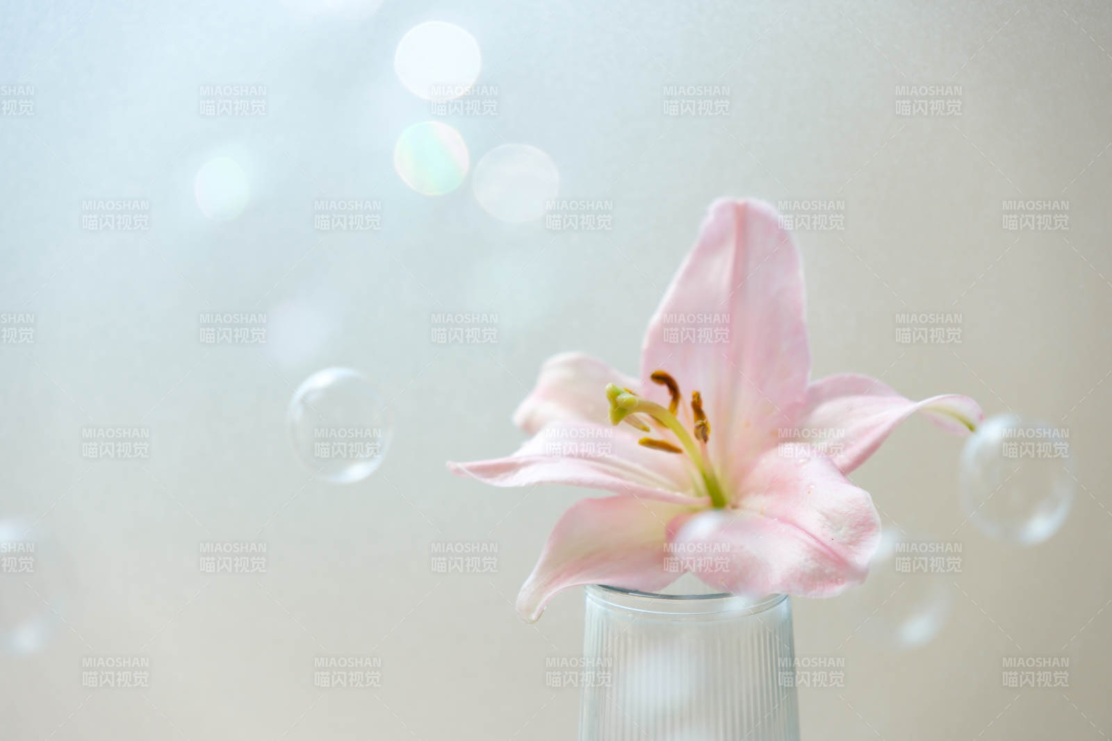 粉色百合与泡泡的静谧美图片