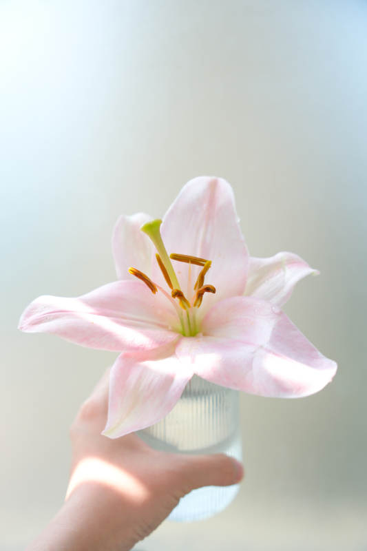 手捧粉色百合花图片