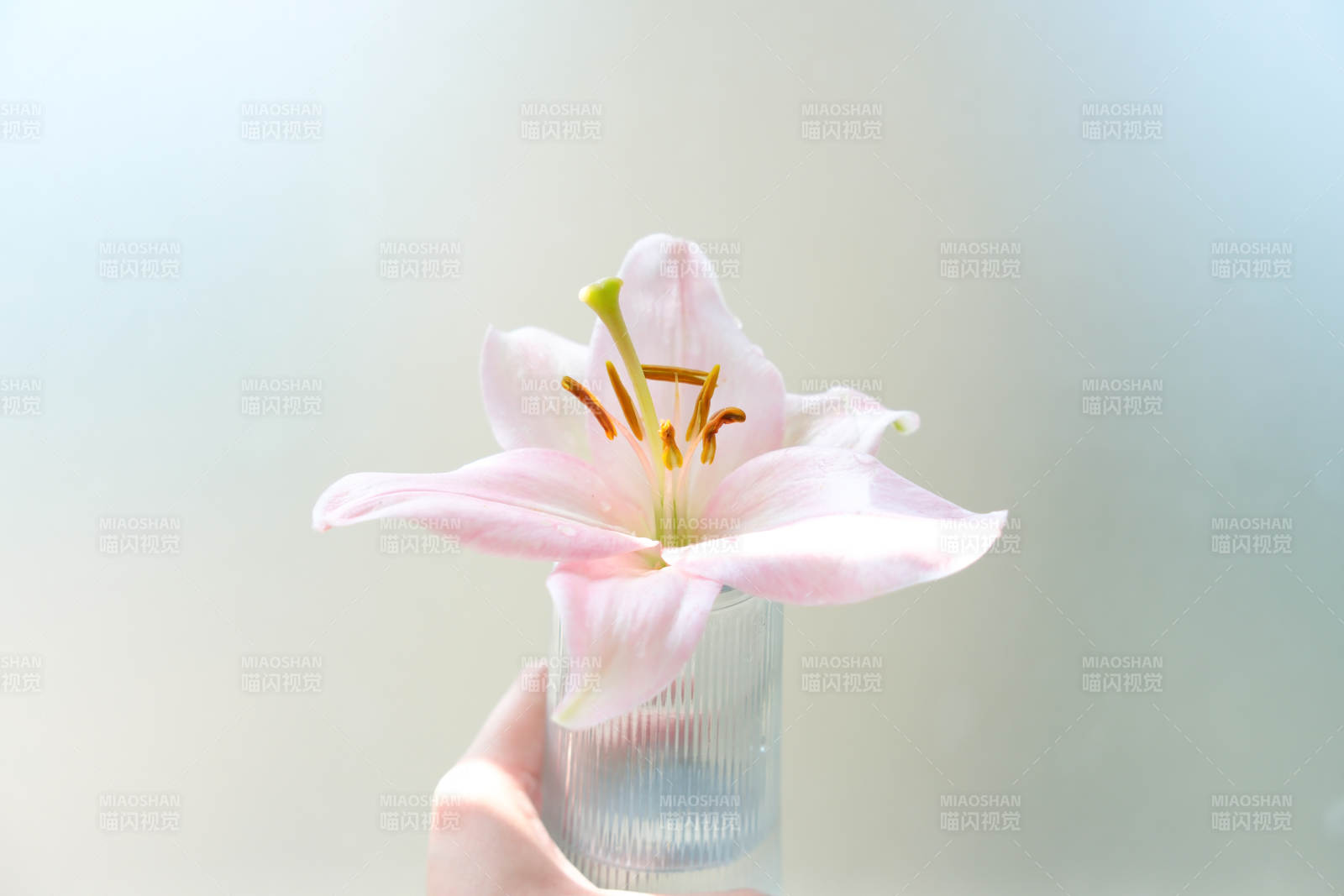 手捧粉色百合花图片