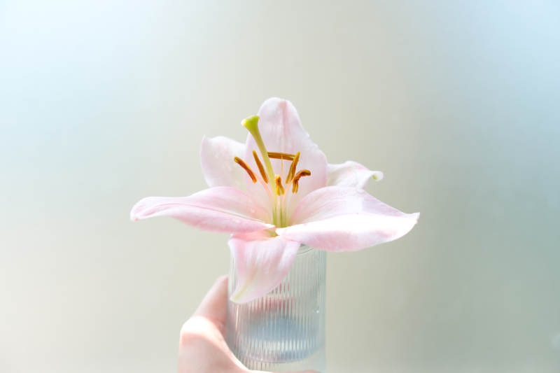 手捧粉色百合花图片