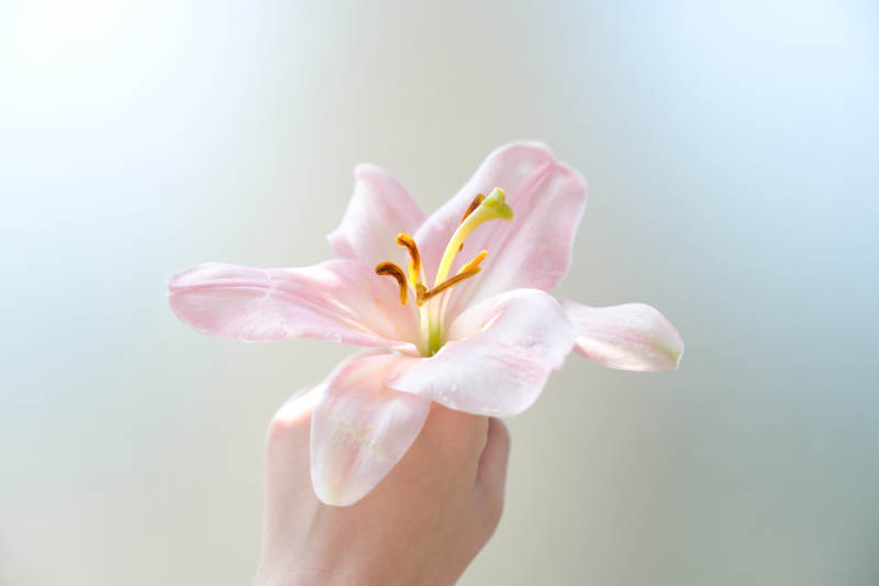 手捧粉色百合花图片