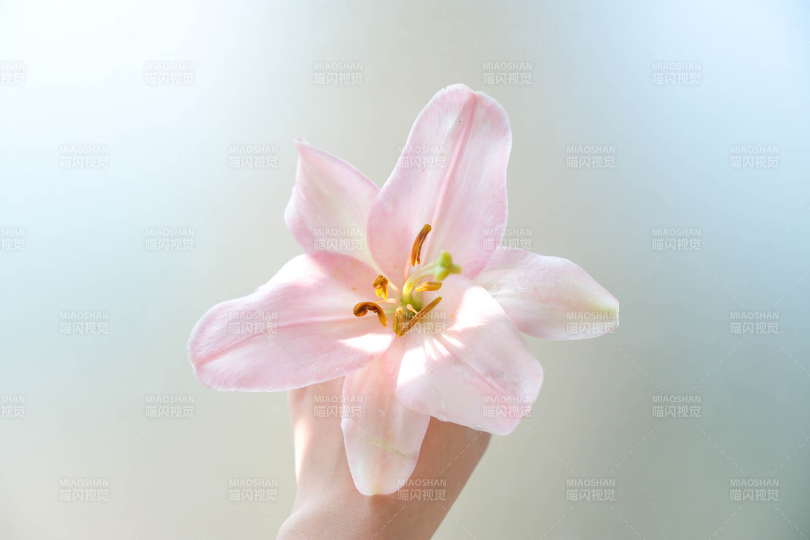 手捧粉色百合花图片