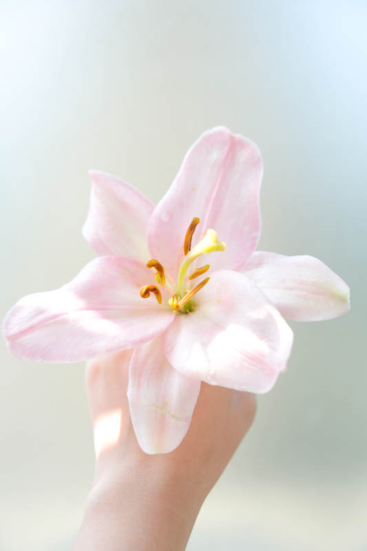 手捧粉色百合花图片