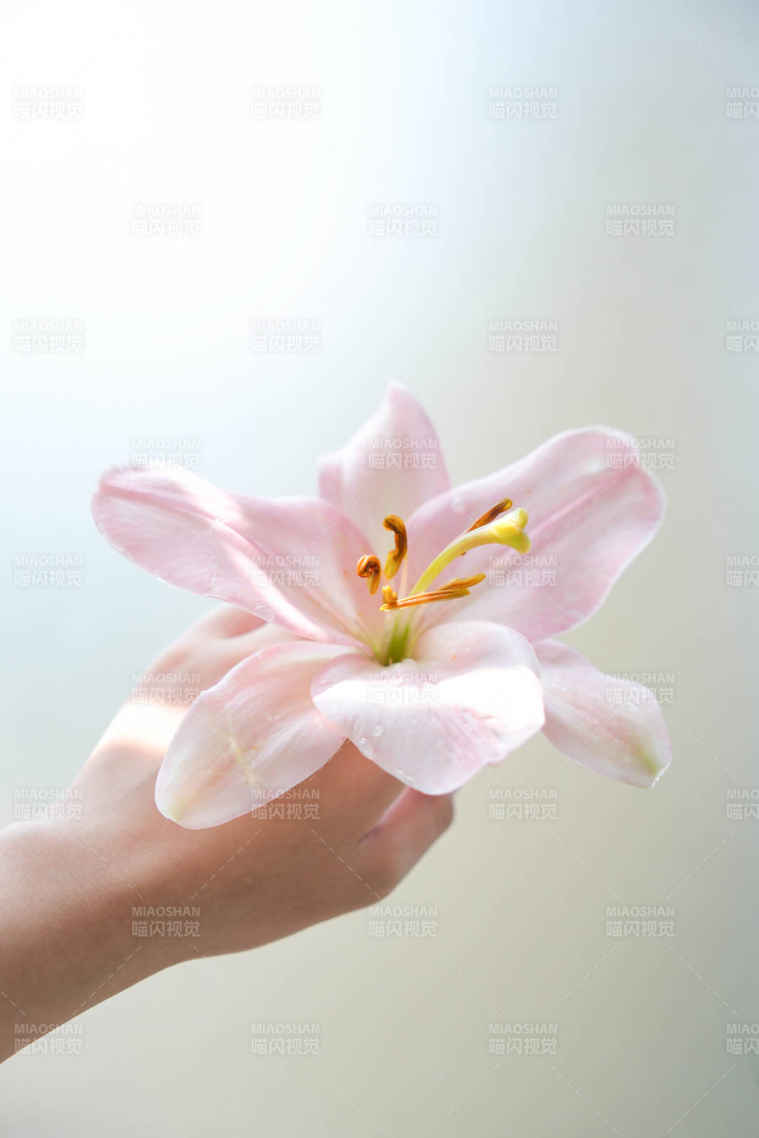 手捧粉色百合花图片