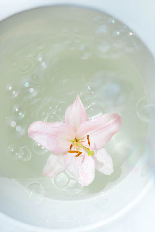 水中花影 静谧之美图片