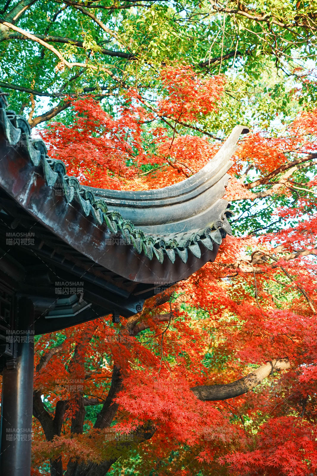 秋色映古檐 红叶满枝头图片