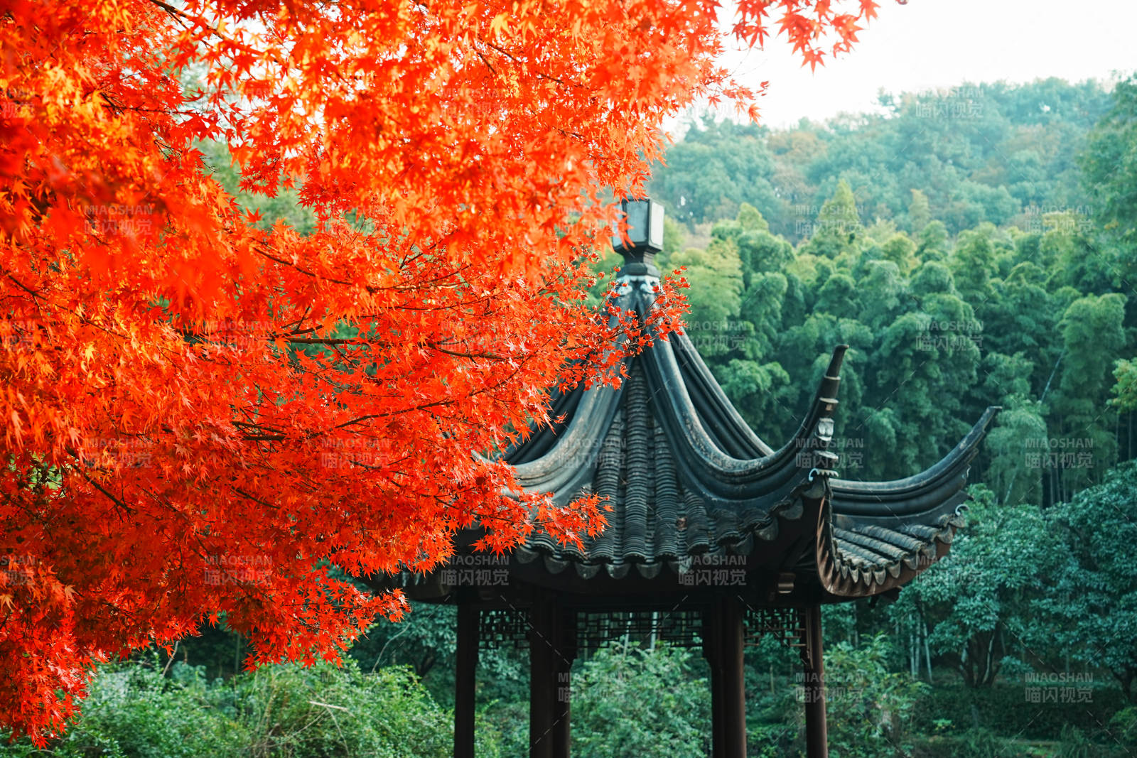 亭林园秋色映古亭 红叶满枝头图片