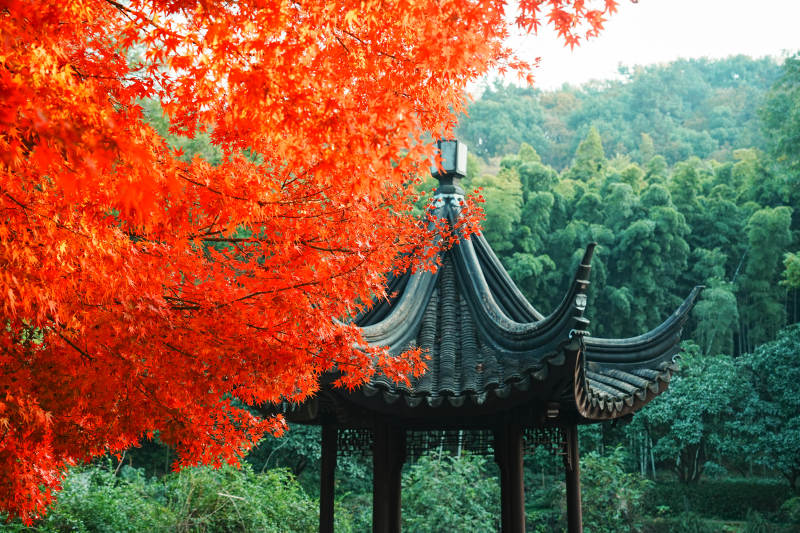 亭林园秋色映古亭 红叶满枝头图片