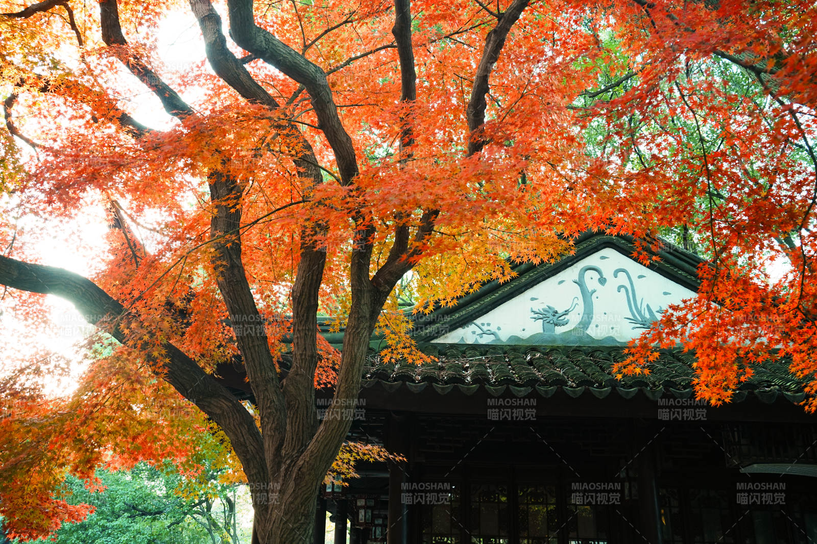 亭林园秋色映古亭 红叶满枝头图片