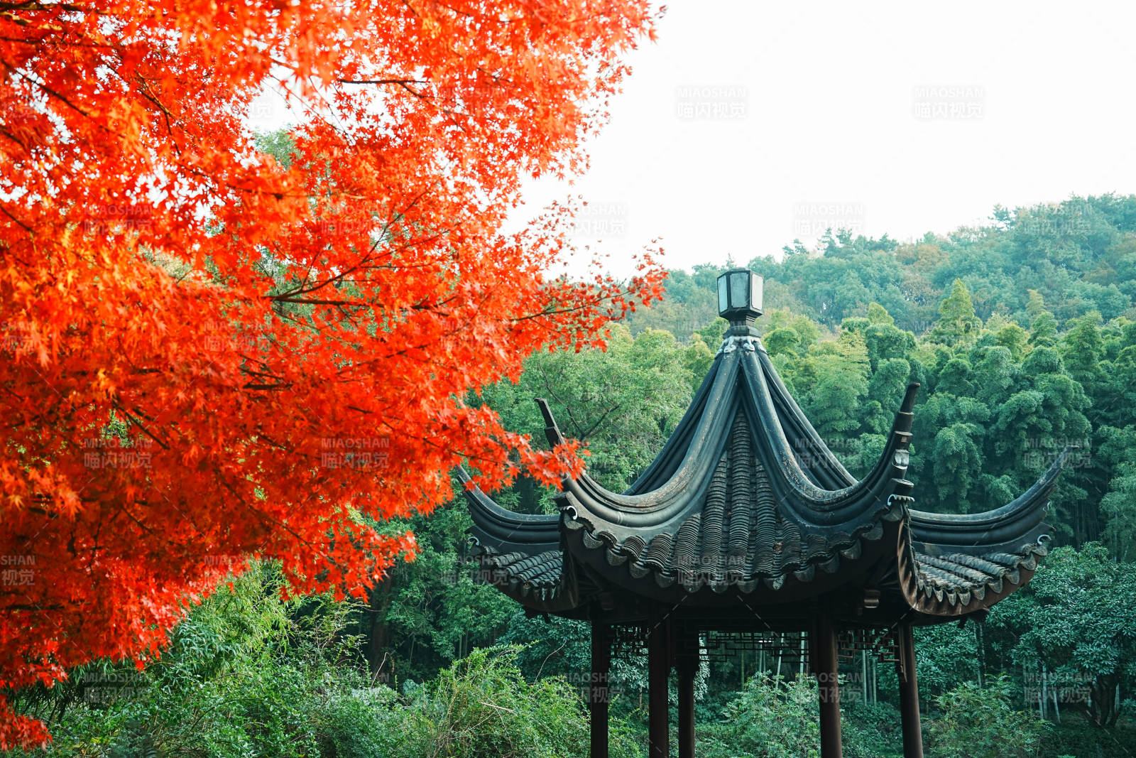 亭林园秋色映古亭 红叶满枝头图片