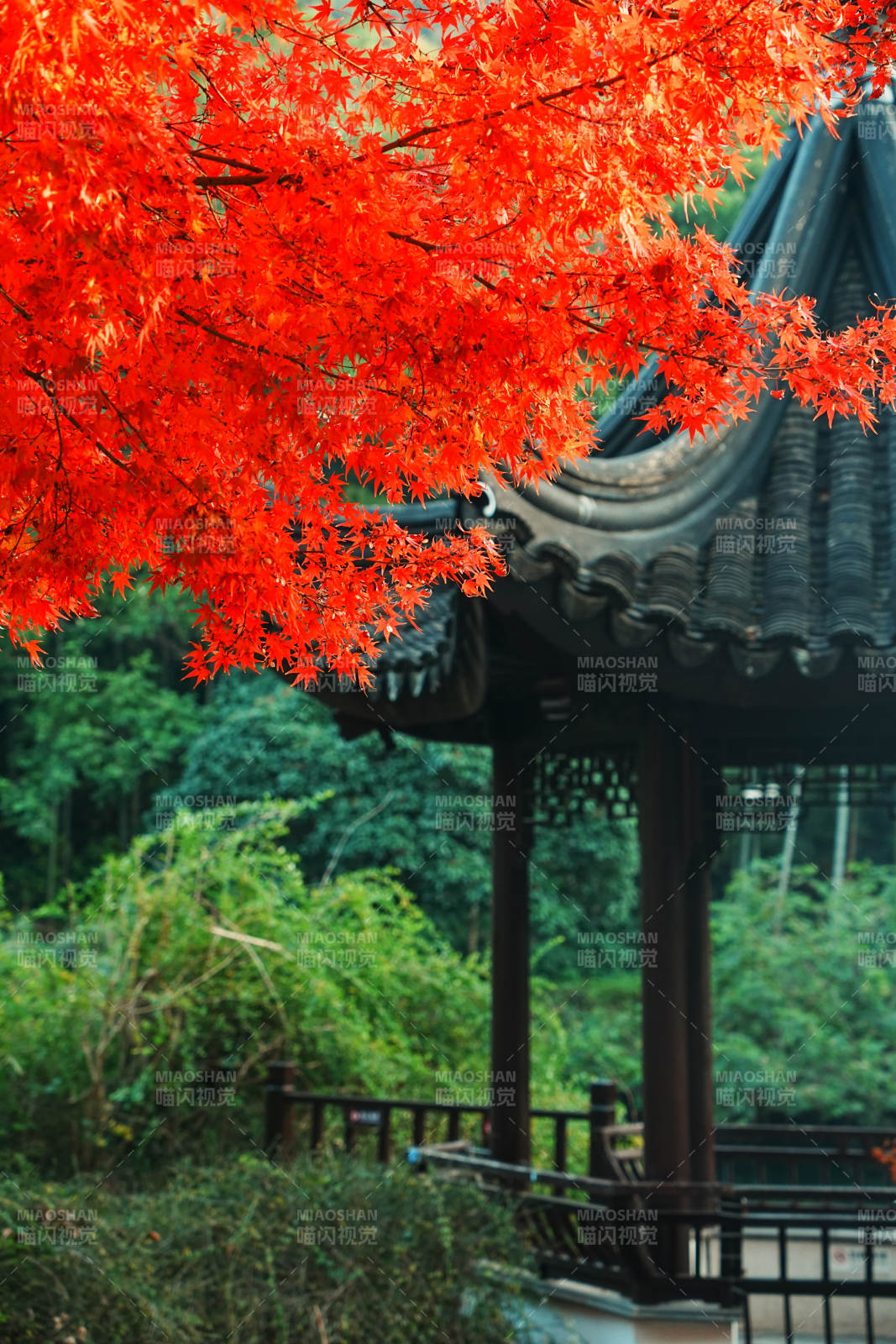 秋色映古亭 红叶如火图片