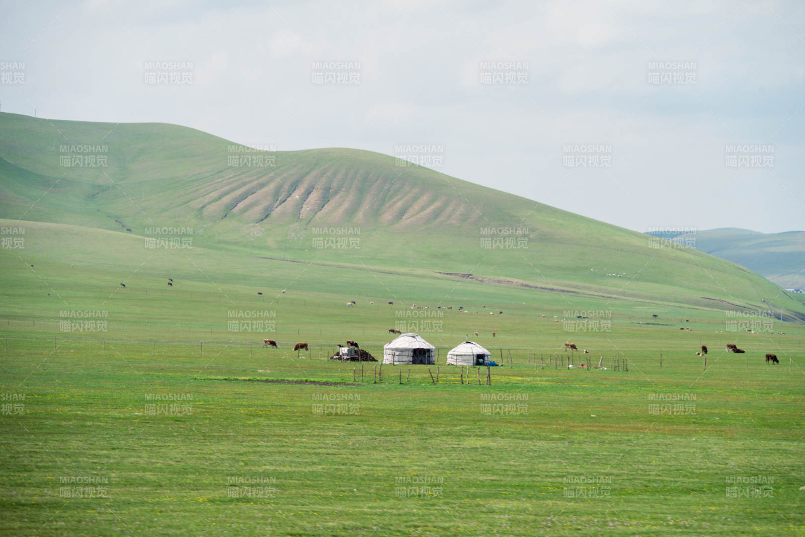 草原上的蒙古包和牛群图片
