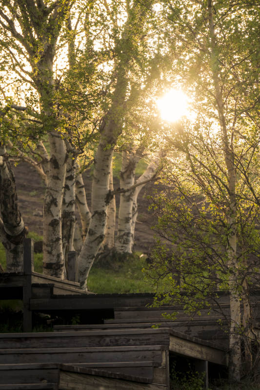 夕阳透过树林的光辉图片