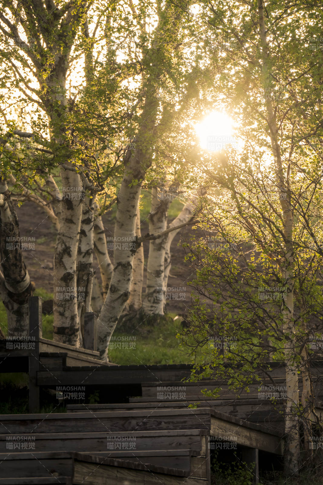 夕阳透过树林的光辉图片