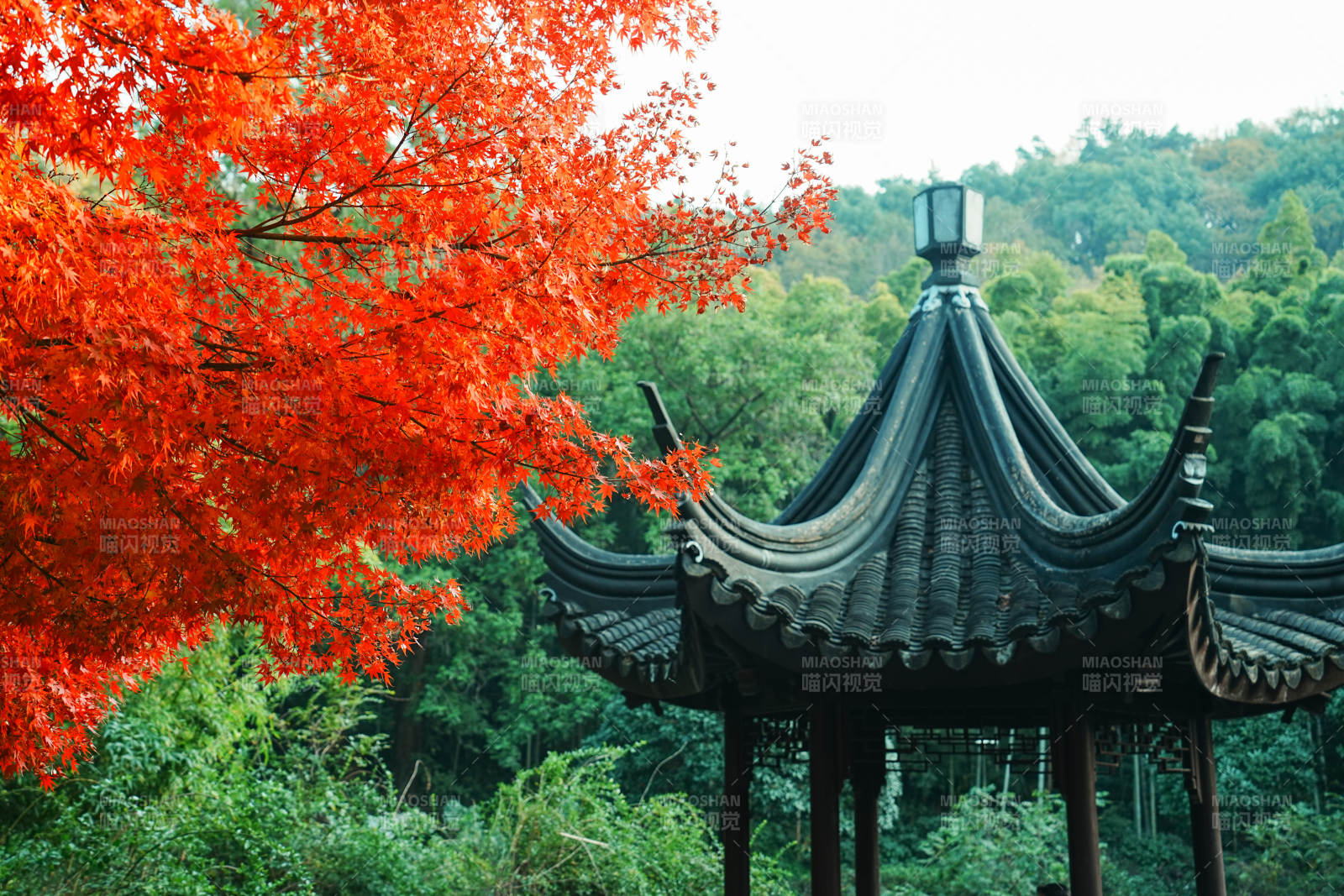 亭林园秋色映古亭 红叶满枝头图片