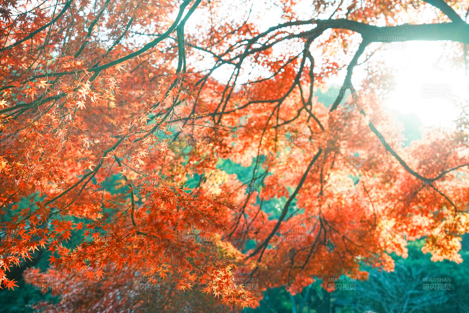 秋日红叶映阳光图片